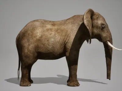 African Elephant RIG UNREAL project  Maya base rig 3D model