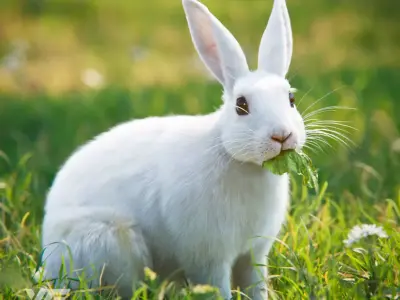 White rabbit Animated VFX Grace 3D model