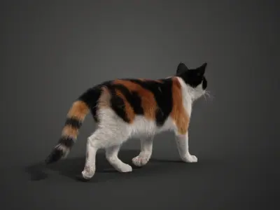 Calico Cat 02 Animated VFX Grace 3D model