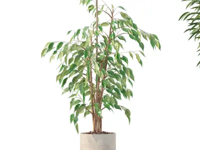 Plants collection 205 - areca palm ficus benjamina cactus bamboo 3D model