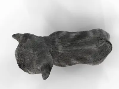 Fur Cute Gray Cat Kitten Animated Low-poly 3D model