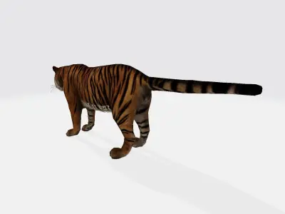 Tiger 3d 3D model