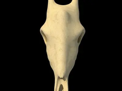 Full Giraffe Skull 3D model
