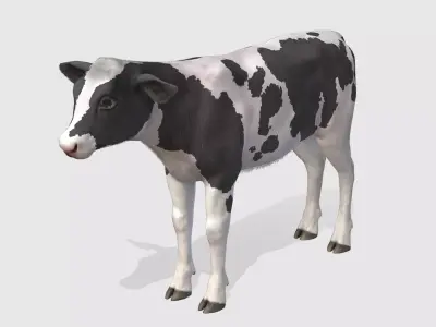 Calf realistic Low-poly 3D model