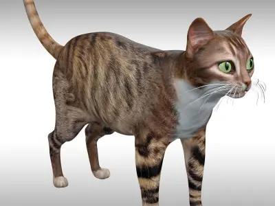 Cat Rig Low-poly 3D model