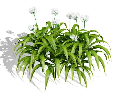 Flander Agapanthus Flowering Plants Low-poly 3D model