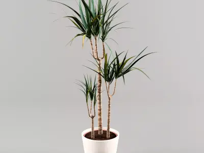 Indoor Plant 3d Model - Interior Draecaena Species Free 3D model