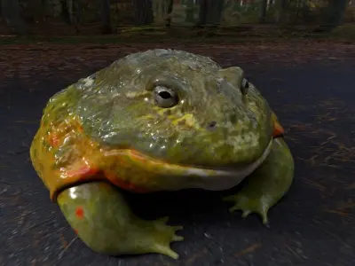 Bullfrog frog Low-poly 3D model
