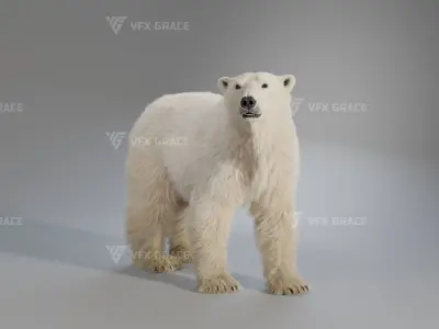 Polar Bear Animation 3D model