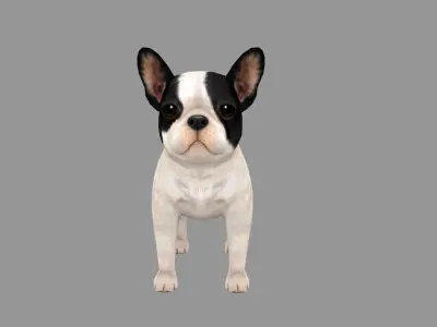 Cartoon pet puppy - French Bull Dog - baby dog  Low-poly 3D model