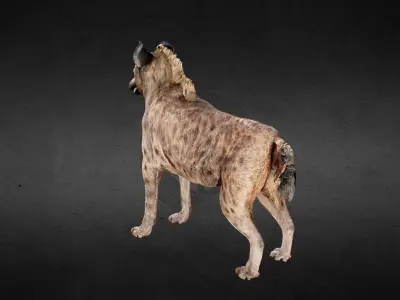 Hyena Spotted Animated PBR Low-poly 3D model