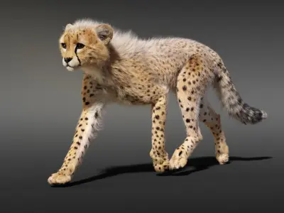 Cheetah Young Animated 3D model