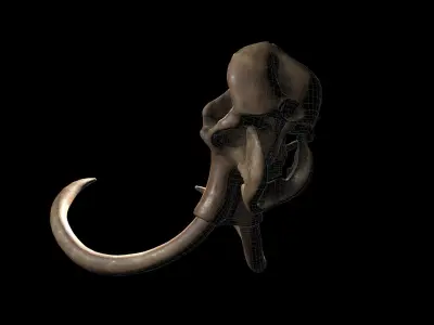 Woollly Mammoth Complete Skeleton System 3D model