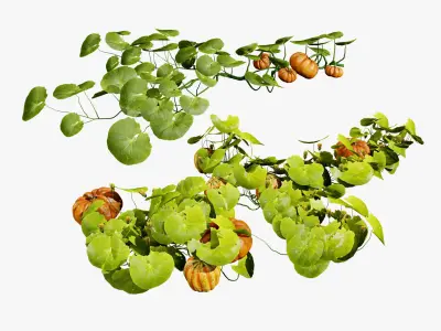Pumpkin Vine 3D Model Low-poly 3D model