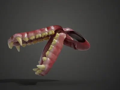 Gorilla Oral Cavity VFX Grace 3D model