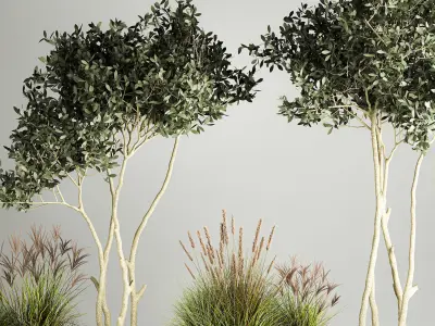 Ornamental Olive Trees In Concrete Pots 1128 3D model