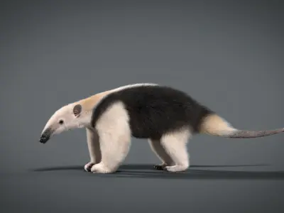 Baby Anteaters Animated VFX Grace 3D model