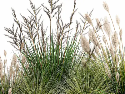 Potted reeds for landscaping 1076 3D model