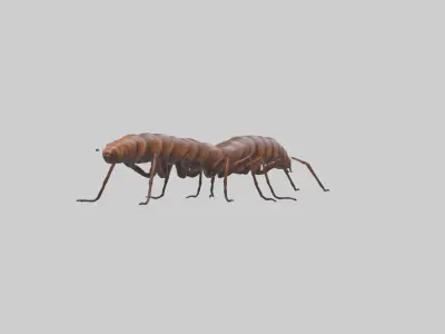 Centipede crawling model 3D model