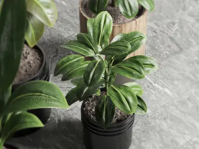  ficus rubbery plant Collection dirty wooden and plastic pots 3D model