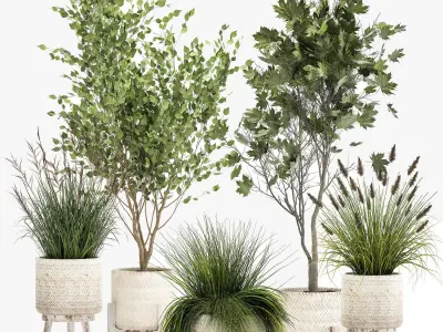 Ornamental plants in rattan baskets 1047 3D model