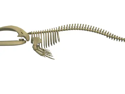 Right Whale Skeleton 3D model