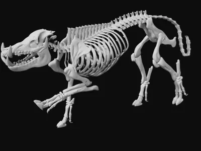 Boar Skeleton Low-poly 3D model