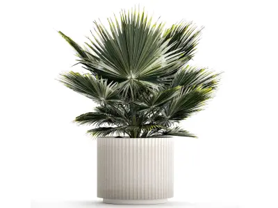 Beautiful fan palm for decoration in a flower pot 1275 3D model