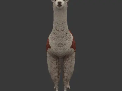 Alpaca llama Low-poly 3D model