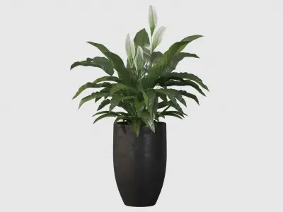 Peace Lily 03 3D model