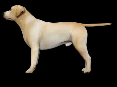 Labrador Dog Low-poly 3D model purchase