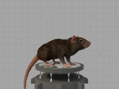 Common Rat 3D model