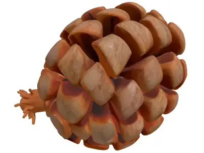 Realistic Detailed Pine Cone 3D Model Low-poly 3D model