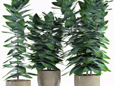 Collections Plants 5 3D model