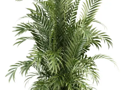 Plants collection 93 3D model