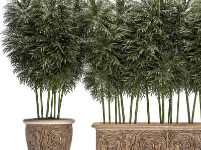 Bamboo tree in classic flowerpots for parks and garden 495 3D model