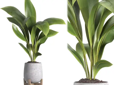 indoor plant 044 3D model