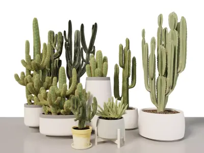 3D Cactus Plant Collection 3D model