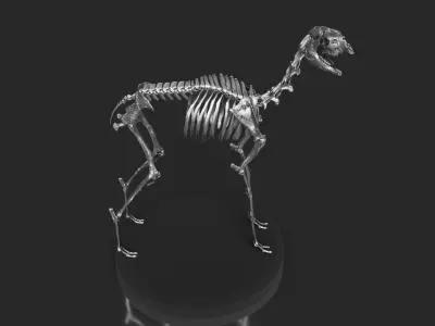 Silver Llama Skeleton 3D model