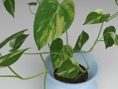 Small Potus Free 3D model