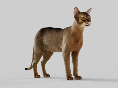 Cat Abyssinian 3D model
