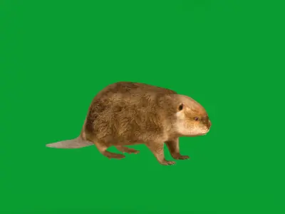 North American Beaver Low-poly 3D model