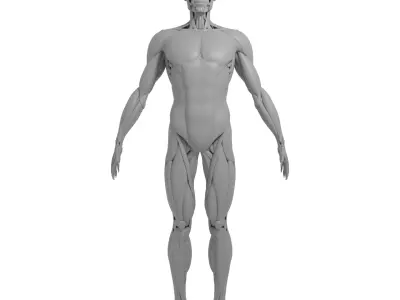 anatomy 3d model human skeleton - human skeleton 3D model