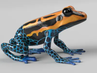 Poison Dart Frog 3D model