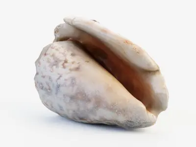 Small Seashell PBR Low-poly 3D model