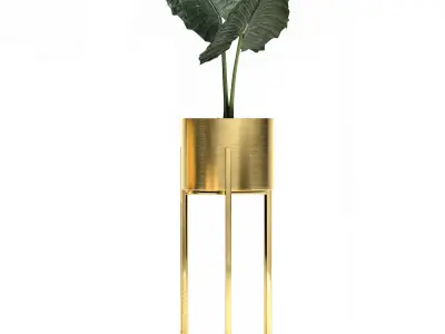 Houseplants in a gold pot for the interior 907 3D model