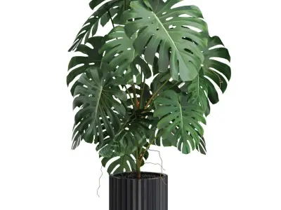 Plants collection 582 3D model