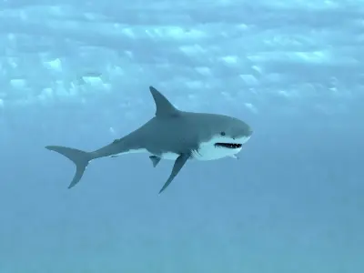Shark Animated Low-poly 3D model