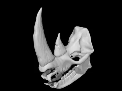 Rhino skull Low-poly 3D model