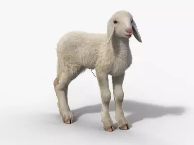 Baby Assaf Sheep Rigged VFX Grace  3D model